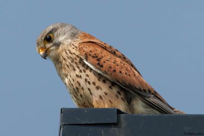 Kestrel / Faucon crécerelle