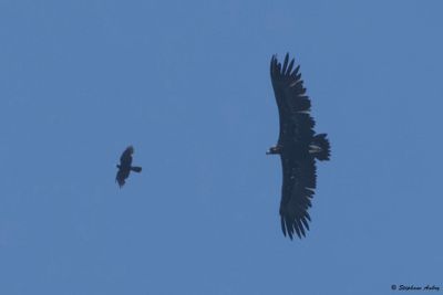 Vautour moine, Aegypius monachus