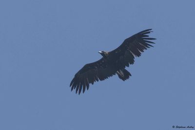 Black Vulture / Vautour moine, Aegypius monachus, Suisse / 2024-25