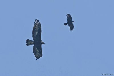 Aigle royal, Aquila chrysaetos