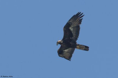 Aigle royal, Aquila chrysaetos