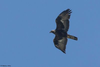 Aigle royal, Aquila chrysaetos