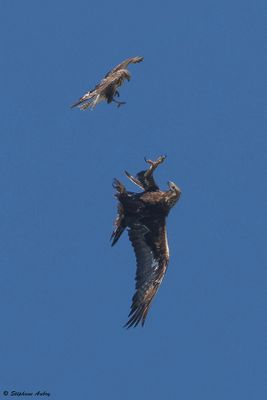 Aigle royal, Aquila chrysaetos