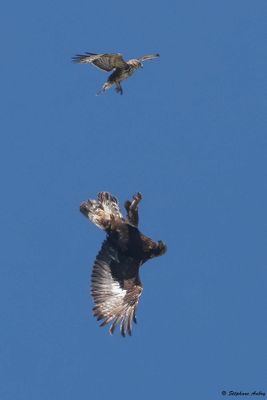 Aigle royal, Aquila chrysaetos