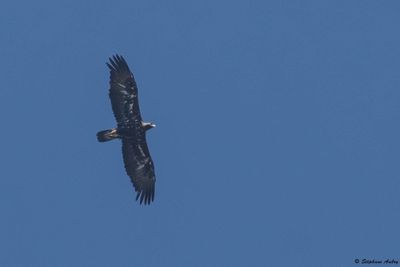 Aigle royal, Aquila chrysaetos