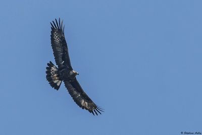 Golden Eagle / Aigle royal, Aquila chrysaetos, Valais, CH, 2025