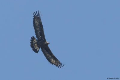 Golden Eagle / Aigle royal, Aquila chrysaetos, Valais, CH, 2025