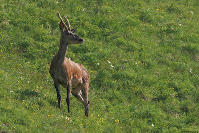 Cerf élaphe