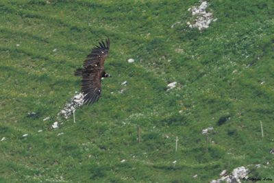 Black Vulture / Vautour moine, Aegypius monachus, Suisse / 2024-25