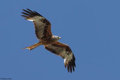 Milan royal, Milvus milvus