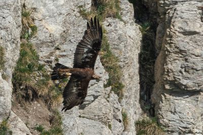 Golden Eagle / Aigle royal, Aquila chrysaetos, Berne-Fribourg, CH, 2024-25