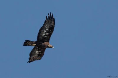 Golden Eagle / Aigle royal, Aquila chrysaetos, Berne-Fribourg, CH, 2024-25
