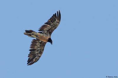 Gypate barbu, Gypaetus barbatus
