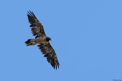 Bearded Vulture / Gypaète barbu, Gypaetus barbatus, Berne/Fribourg, CH, 2025