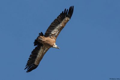 Vautour fauve, Gyps fulvus