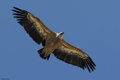 Vautour fauve, Gyps fulvus