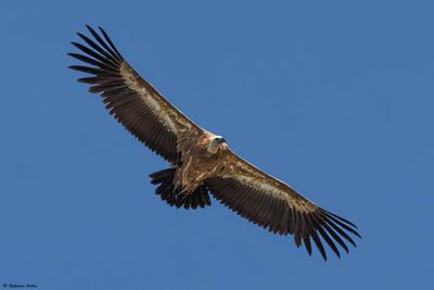 Vautour fauve, Gyps fulvus