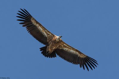 Griffon Vulture / Vautour fauve, Gyps fulvus, Suisse / 2025