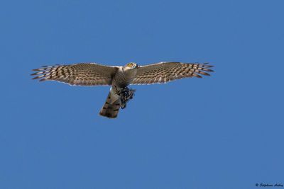 Epervier d'Europe, Accipiter nisus
