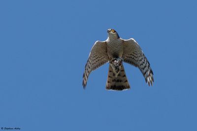 Eurasian Sparrowhawk / Epervier d'Europe