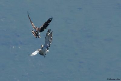 Short-toed Snake Eagle / Circate Jean-le-Blanc, Circaetus gallicus, Suisse, 2025