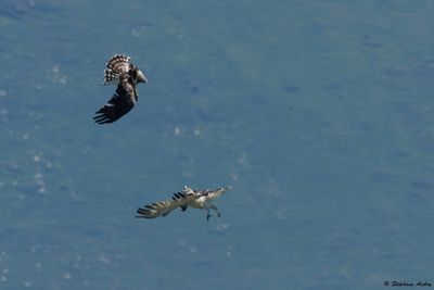Circačte Jean-le-Blanc, Circaetus gallicus