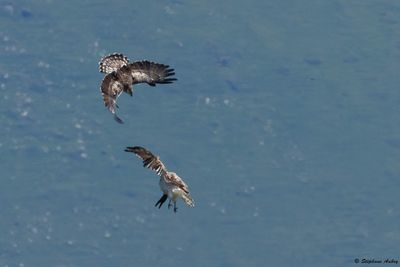 Circačte Jean-le-Blanc, Circaetus gallicus