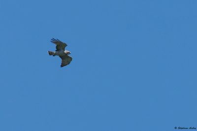 Short-toed Snake Eagle / Circaète Jean-le-Blanc, Circaetus gallicus, Suisse, 2025