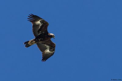 Aigle royal, Aquila chrysaetos