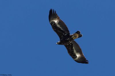 Golden Eagle / Aigle royal, Aquila chrysaetos, Berne-Fribourg, CH, 2024-25
