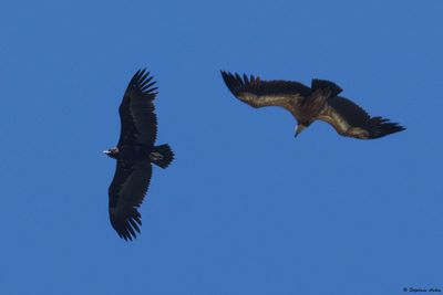 Vautour moine, Aegypius monachus