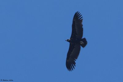 Black Vulture / Vautour moine, Aegypius monachus, Suisse / 2024-25