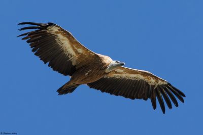 Vautour fauve, Gyps fulvus