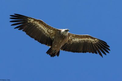 Vautour fauve, Gyps fulvus