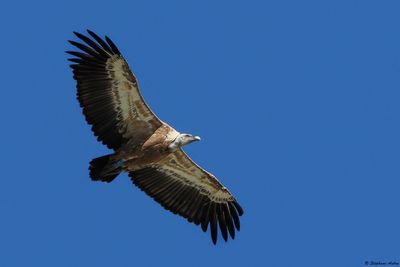 Vautour fauve, Gyps fulvus
