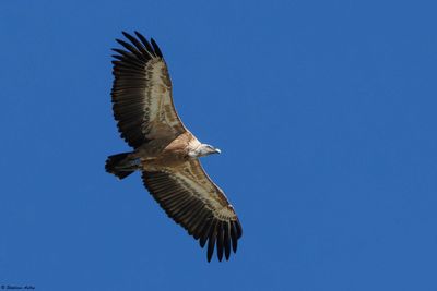 Vautour fauve, Gyps fulvus