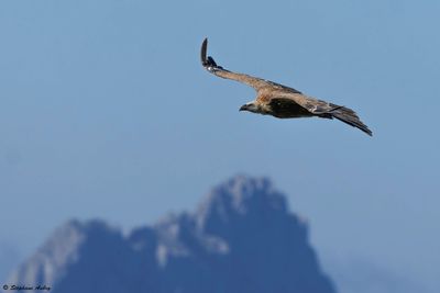 Vautour fauve, Gyps fulvus