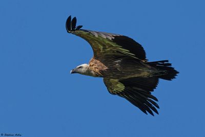 Griffon Vulture / Vautour fauve, Gyps fulvus, Suisse / 2025