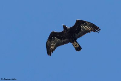 Aigle royal, Aquila chrysaetos