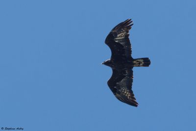 Aigle royal, Aquila chrysaetos