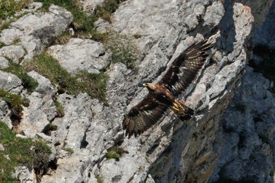 Aigle royal, Aquila chrysaetos