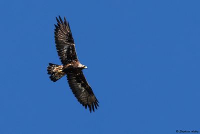 Golden Eagle / Aigle royal, Aquila chrysaetos, Valais, CH, 2025