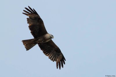 Black Kite / Milan noir