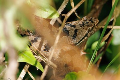 Vipère aspic, Vipera aspis aspis
