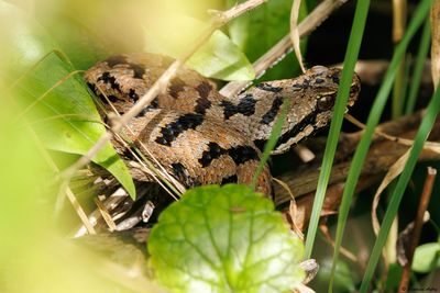 Vipère aspic, Vipera aspis aspis