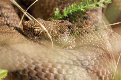 Vipère aspic, Vipera aspis aspis
