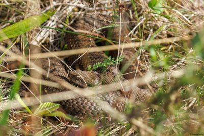 Vipère aspic, Vipera aspis aspis