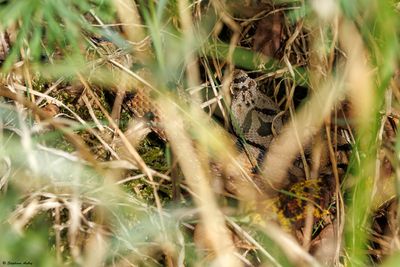 Vipère aspic, Vipera aspis aspis