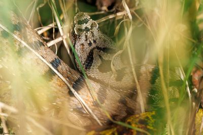 Vipère aspic, Vipera aspis aspis