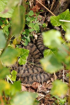 Vipère aspic, Vipera aspis aspis